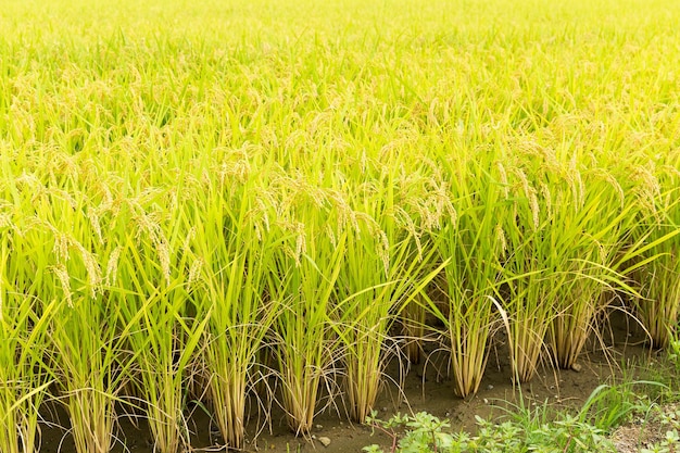 campos de arroz