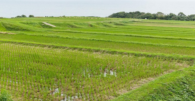 campos de arroz