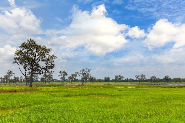 Campos de arroz