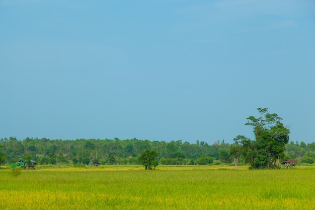 Campos de arroz.