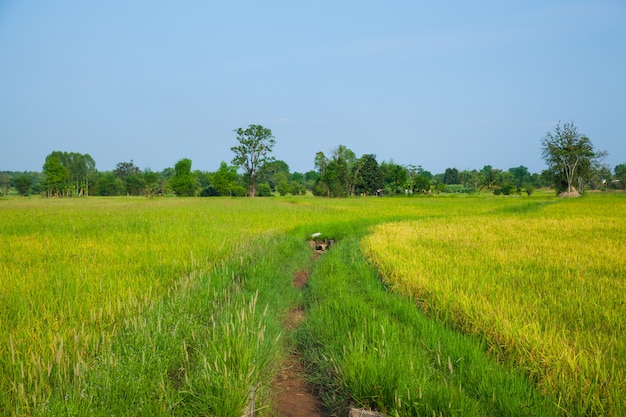 Campos de arroz.