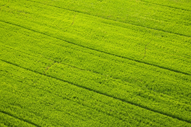 Campos de arroz.