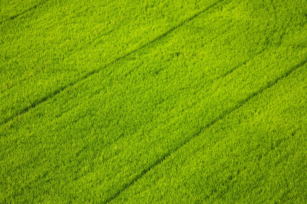 Campos de arroz.