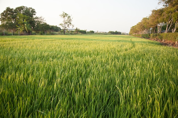 En los campos de arroz.