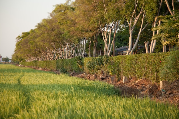 En los campos de arroz.