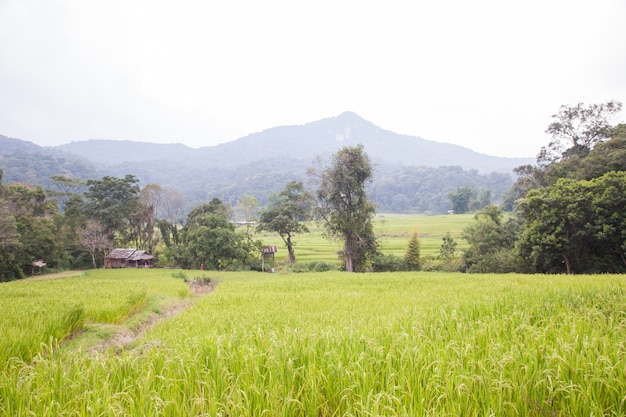 Campos de arroz