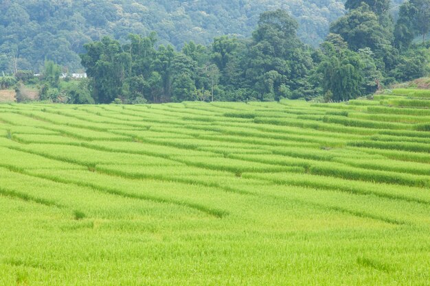 Campos de arroz