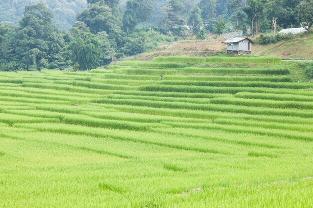 Campos de arroz