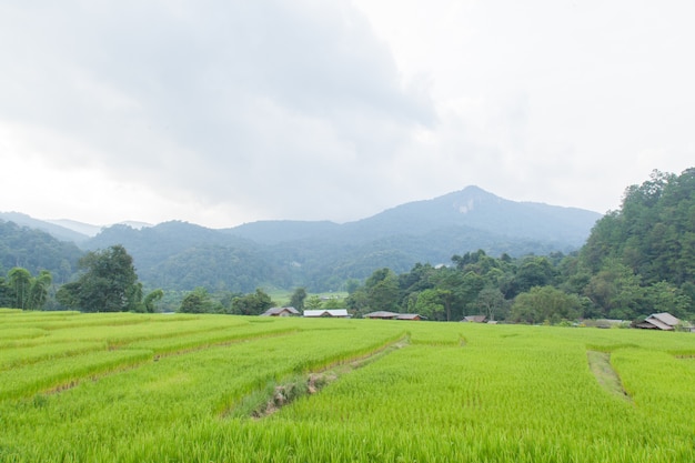 Campos de arroz