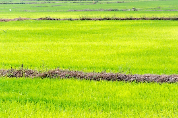 Los campos de arroz