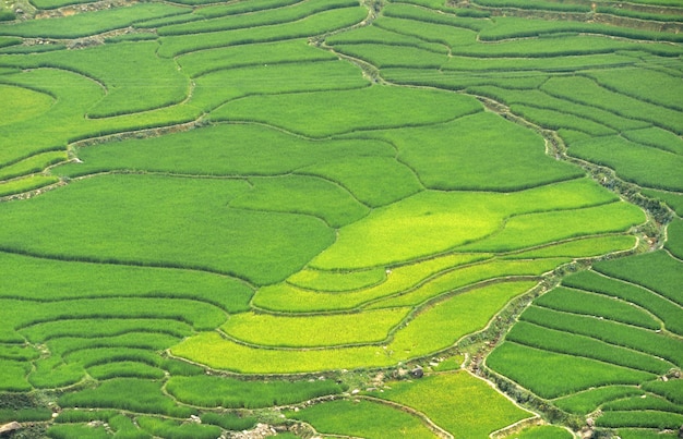 Campos de arroz