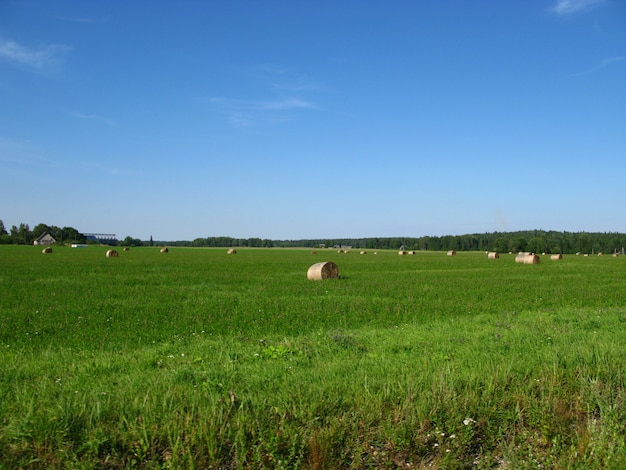 Campos y bosques de estonia