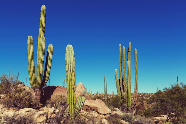 Campos de cactus en México, Baja California