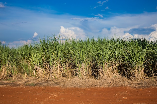 Campos de caña de azúcar brasileños bajo un cielo azul.