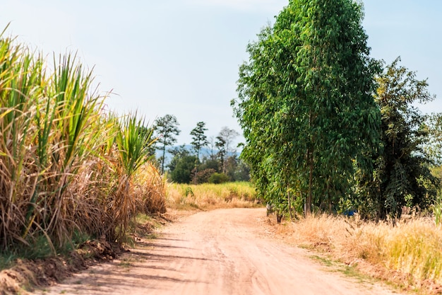 Campos de caña de azúcar, cielo y caminos de ripio