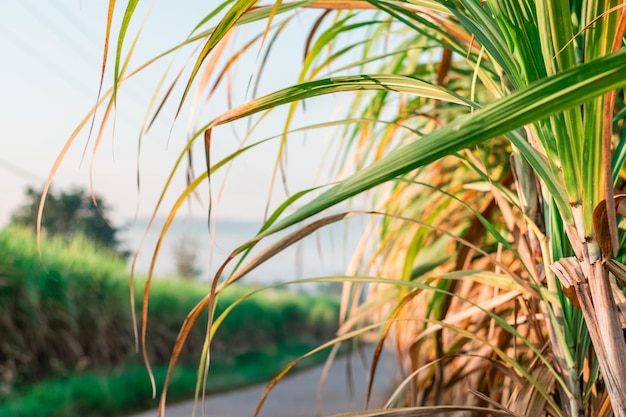 Foto campos de caña de azúcar cosechados