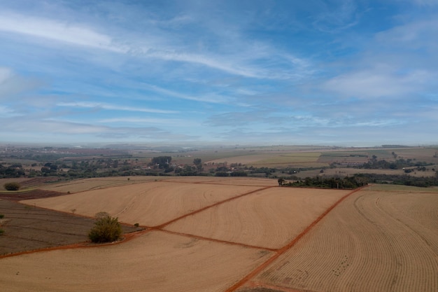 Campos de caña recién plantados vistos desde arriba - vista de drone.