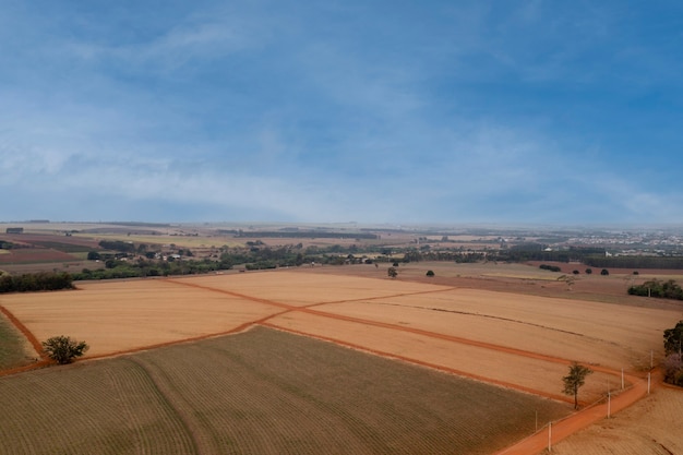 Campos de caña recién plantados vistos desde arriba - vista de drone.