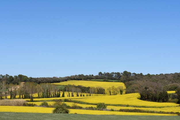 Campos de canola en el Ampurdán, cerca de Monells, provincia de Girona, Cataluña, España