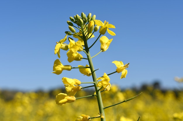 Campos de canola en el Ampurdán, cerca de Monells, provincia de Girona, Cataluña, España