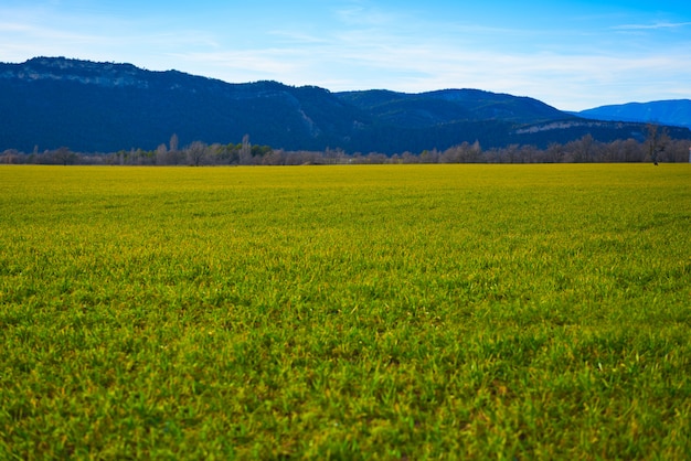 Campos de cereal brotes verdes como prados en españa.