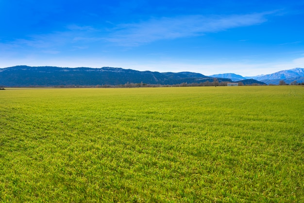 Campos de cereal brotes verdes como prados en españa.