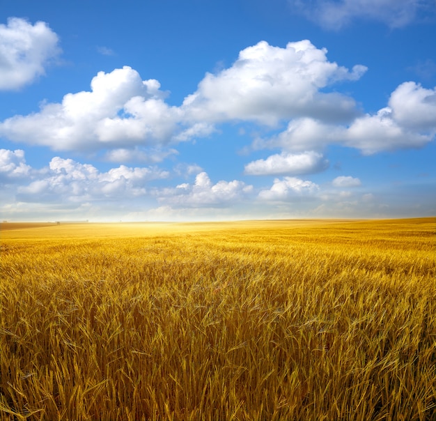 Foto campos de cereal dorado bajo cielo azul