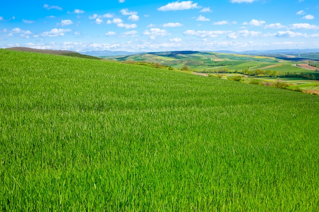 Campos de cereales por el Camino de Santiago en Castilla.