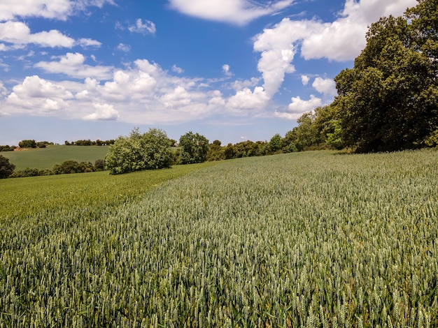 Campos de cereales cultivados en la naturaleza con cielo azul y nubes blancas