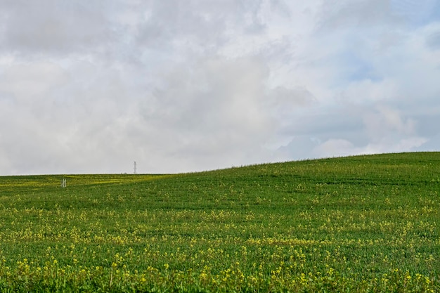 Campos de cereales verdes en un paisaje ligeramente ondulado