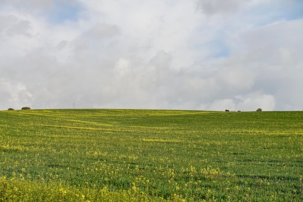 Campos de cereales verdes en un paisaje ligeramente ondulado