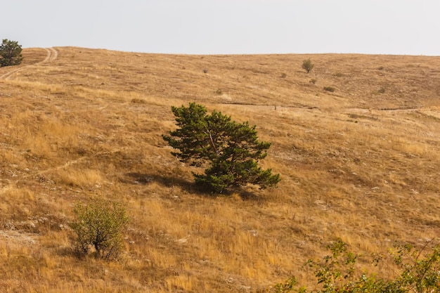 Campos en la cima del macizo rocoso de Demerdzhi