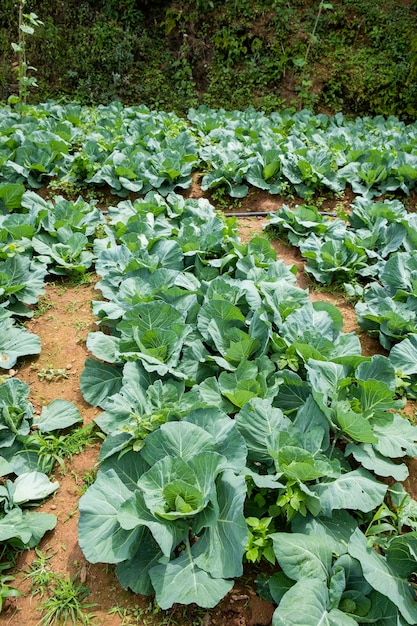 Campos de col en las montañas de sri lanka