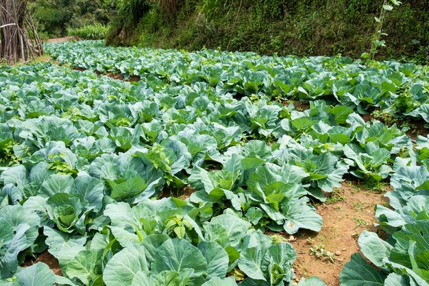 Campos de col en las montañas de sri lanka