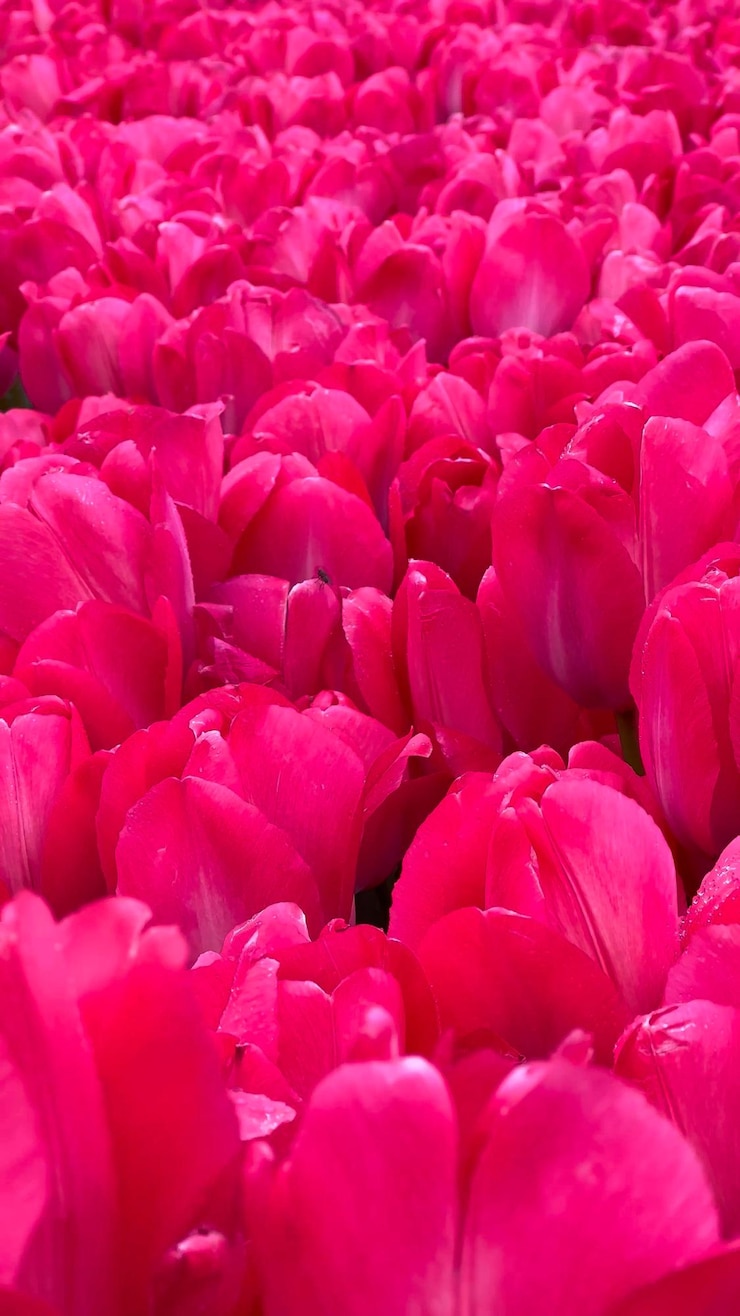 Foto campos coloridos de tulipas em flor em um dia nublado na holanda