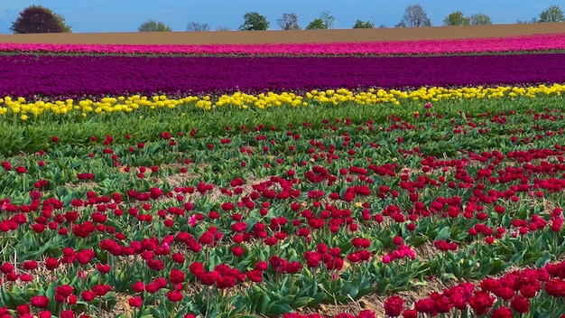 Campos coloridos de tulipas em flor em um dia nublado na Holanda