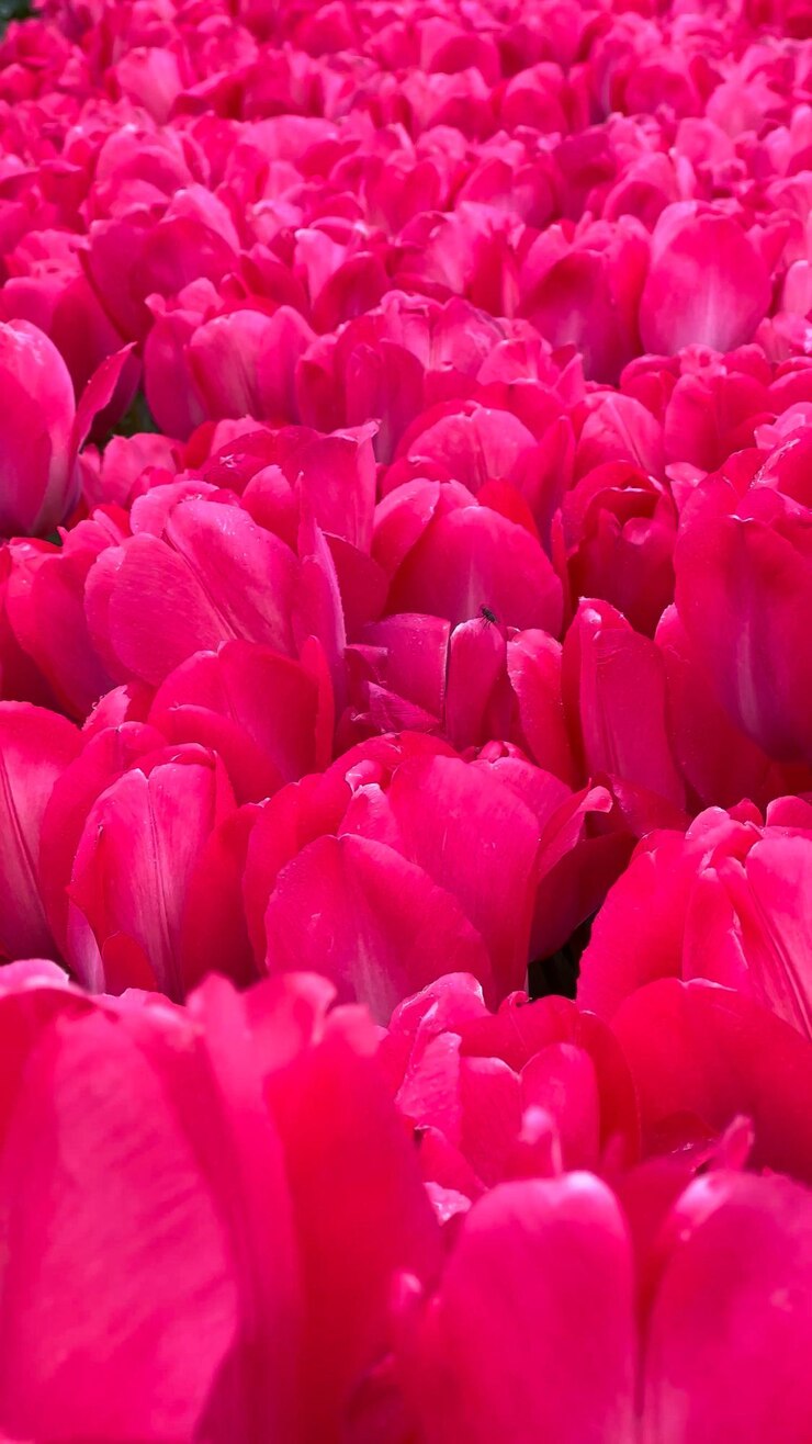 Foto campos coloridos de tulipas em flor em um dia nublado na holanda