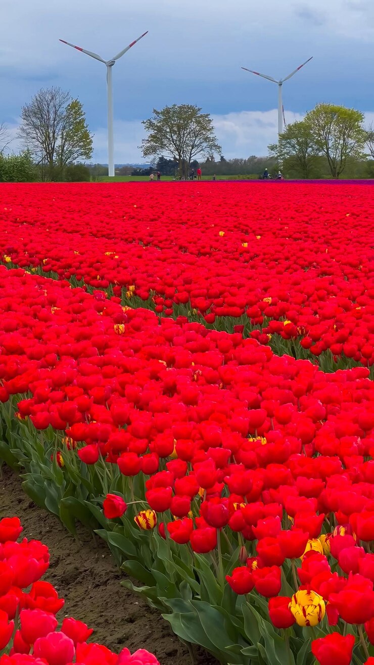 Foto campos coloridos de tulipas em flor em um dia nublado na holanda
