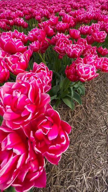 Campos coloridos de tulipas em flor em um dia nublado na Holanda