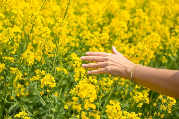 Los campos de colza amarilla florecen en primavera, la mano de la mujer toca las flores