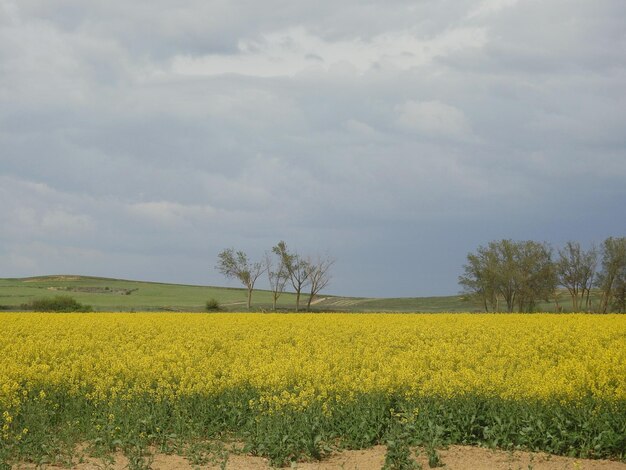 Foto campos de colza castellanos