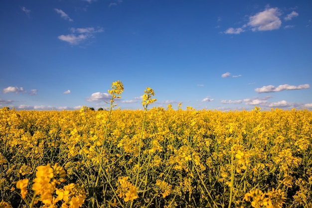 Campos con colza en un día soleado Cultivo de colza