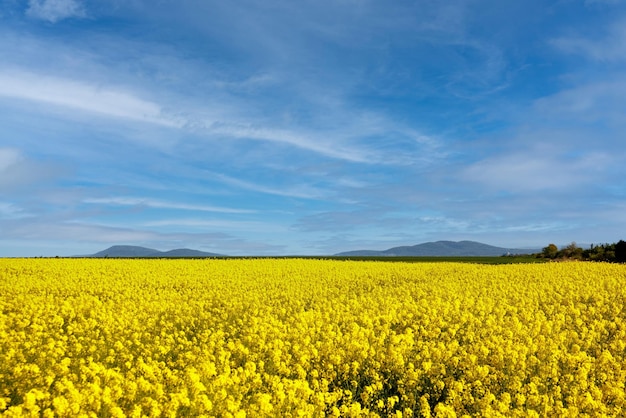 Campos con colza en flor bajo un cielo nublado