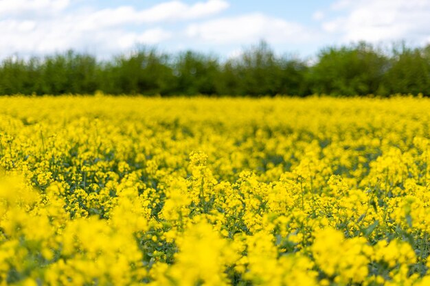 Campos de colza durante la primavera