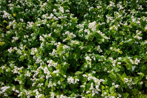 Foto campos com trigo sarraceno florido em um dia ensolarado colheita florescente nos campos