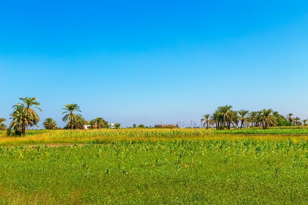 Foto campos cultivados no rio nilo