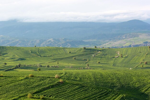 Campos cultivados verdes da paisagem rural