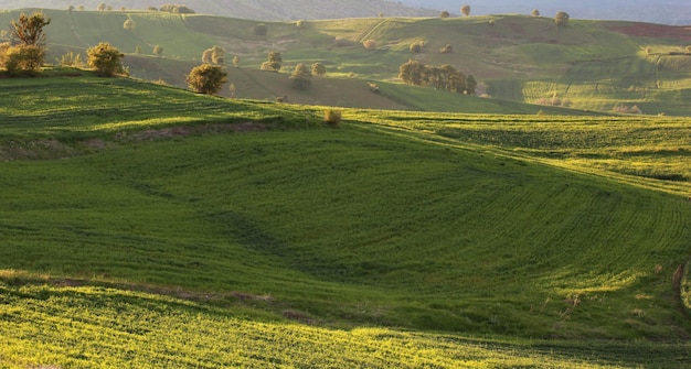 Campos cultivados verdes da paisagem rural