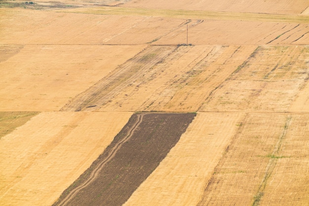 Campos de cultivo amarillo con cereales.