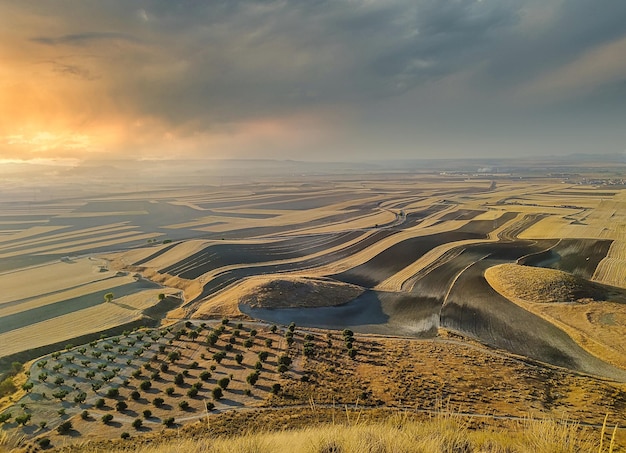 Campos de cultivo de cereales y olivos en la comarca de La Sagra, Toledo (España).